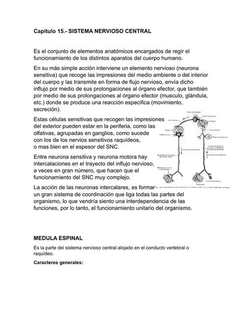 Sistema nervioso central 