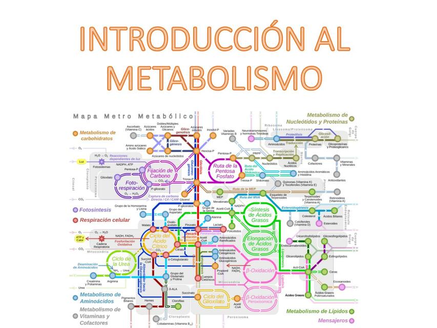 Introducción al metabolismo