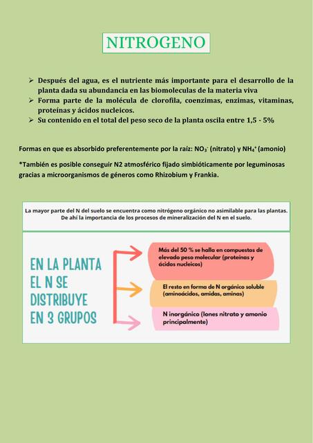 Nitrogeno En Las Plantas Ana B Udocz Nitrogeno En Las Plantas Ana B Udocz