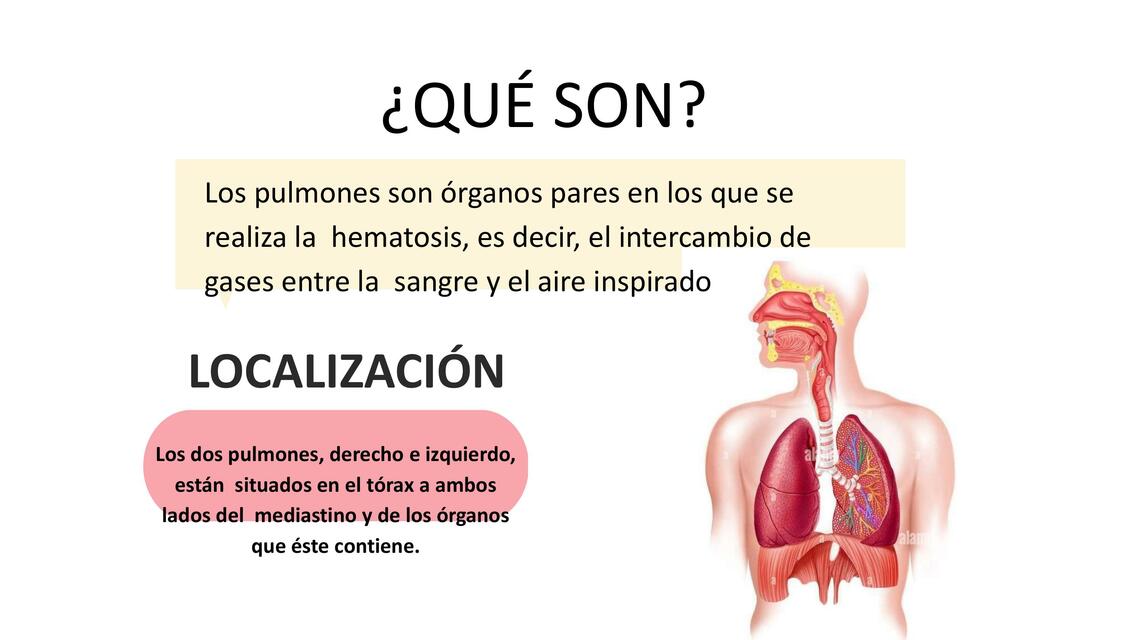 Pulmones 