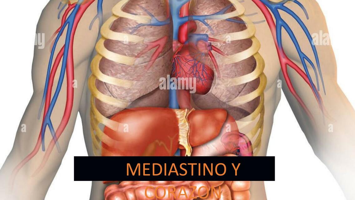 Mediastino y corazon