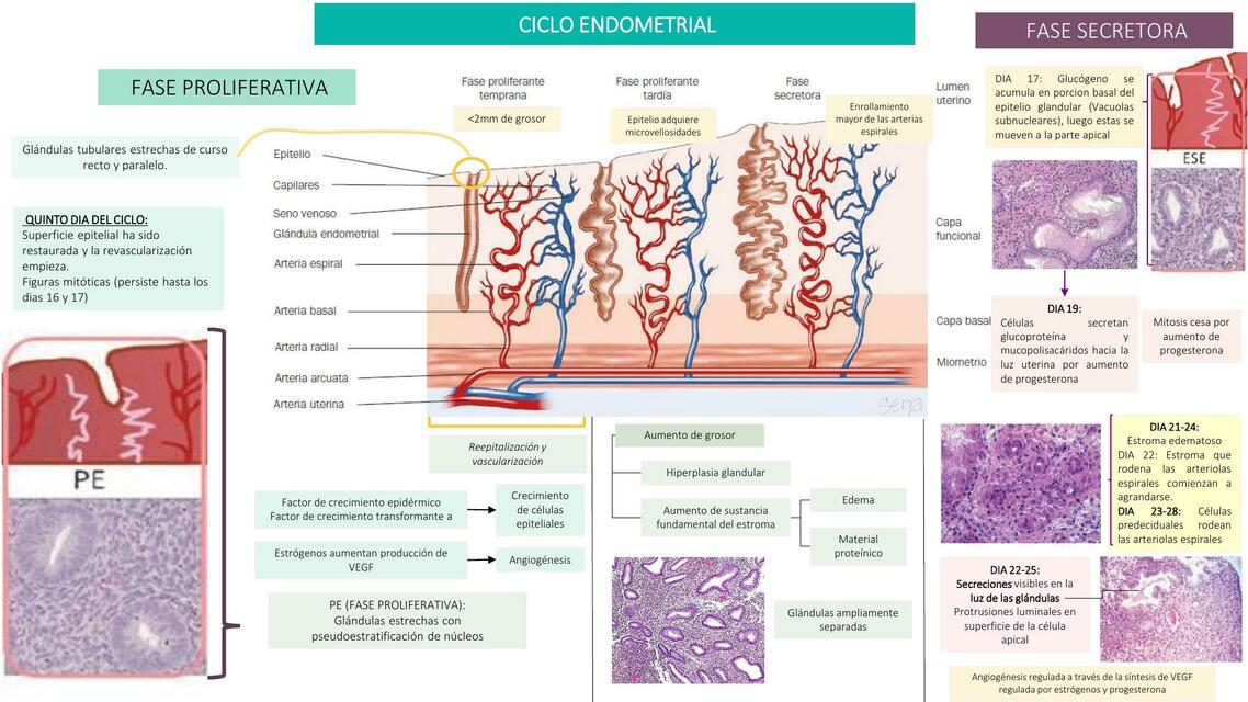 CICLO ENDOMETRIAL