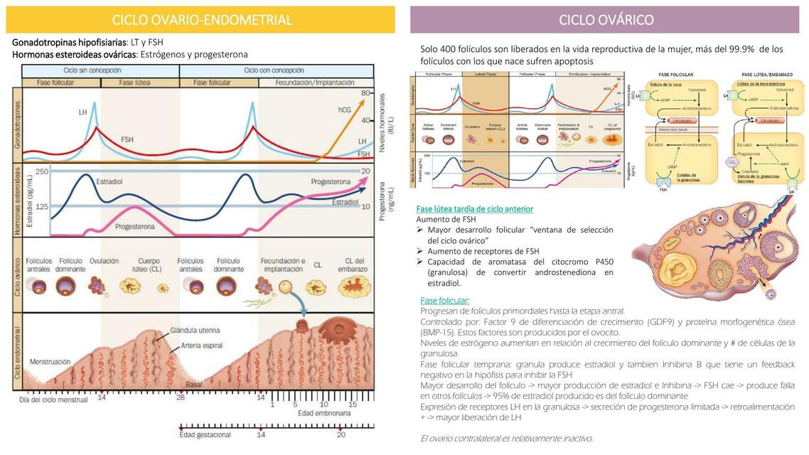 CICLO OVÁRICO