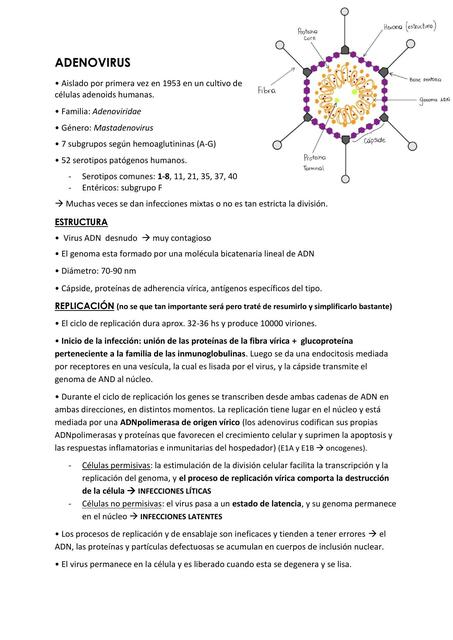 Adenovirus 