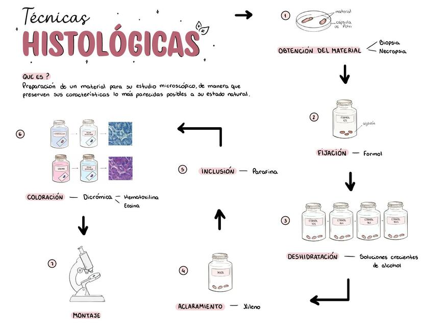 Mapa mental técnicas histológicas 