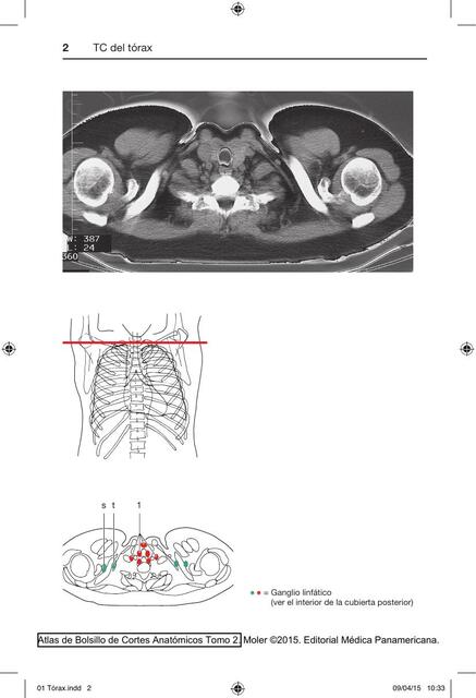 Anatomía del tórax  