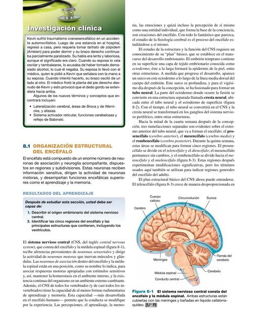 Organización Estructural del Encéfalo 