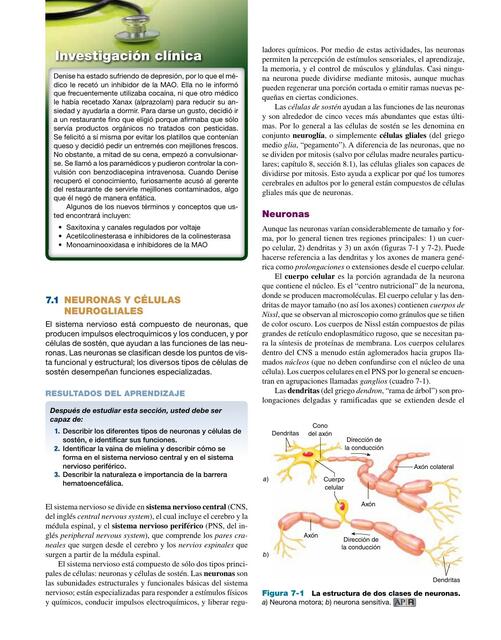 Neuronas y Células Neurogliales 