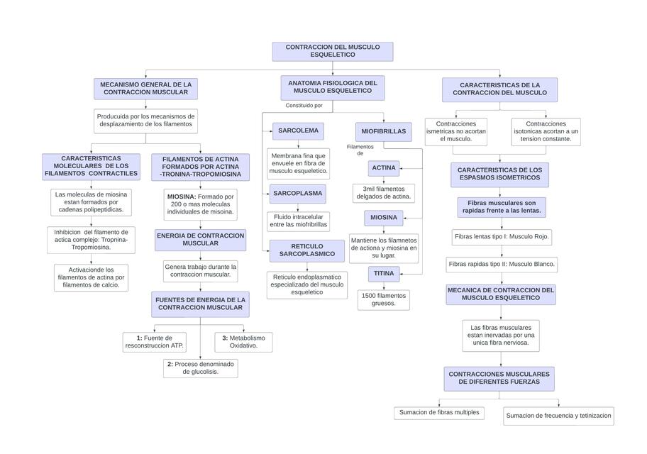 Contracción del musculo esquelético