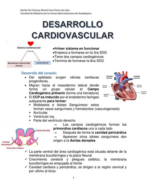 Desarrollo del Sistema Cardiovascular