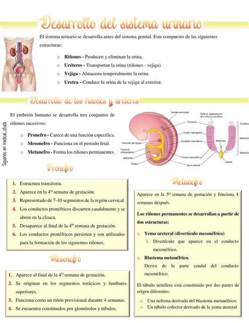 Desarrollo del Sistema Renal Medical Studs | Medical Studs | uDocz