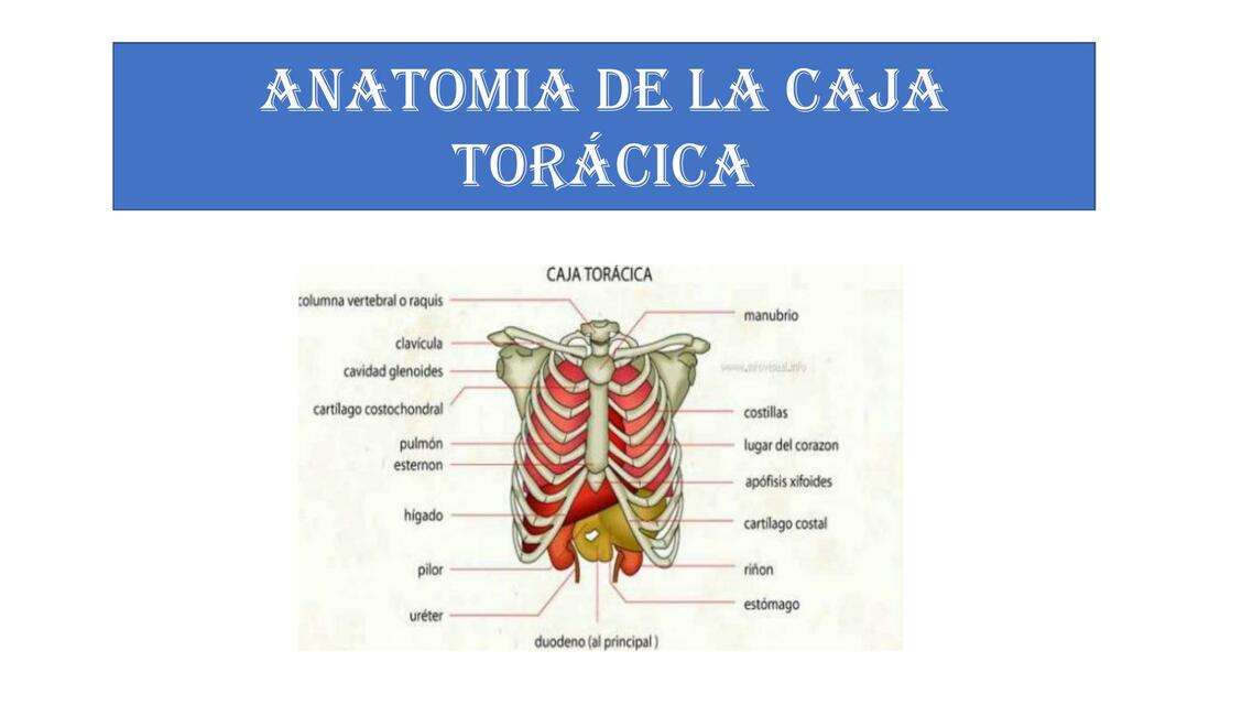 Anatomía de la Caja Torácica 