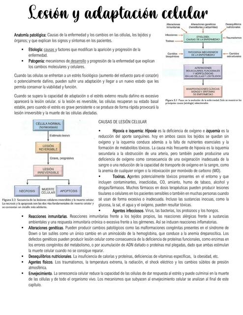 Lesión y Adaptación Celular 