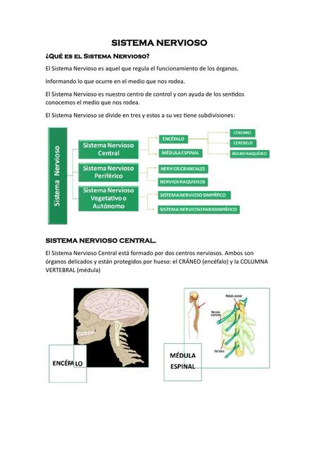 Sistema Nervioso