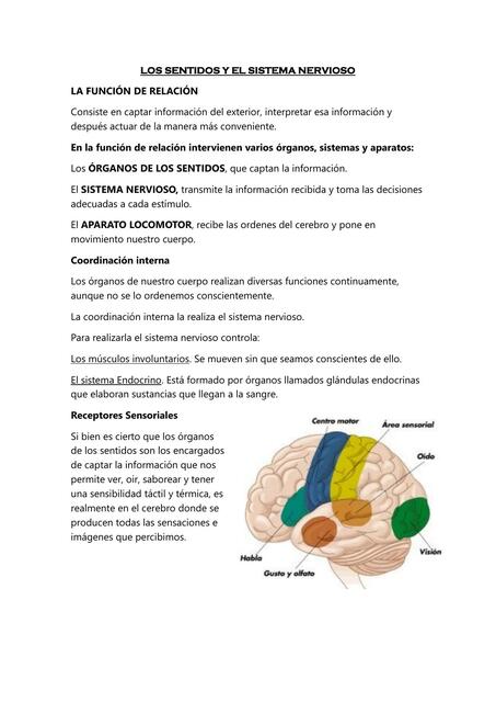 Los Sentidos y el Sistema Nervioso