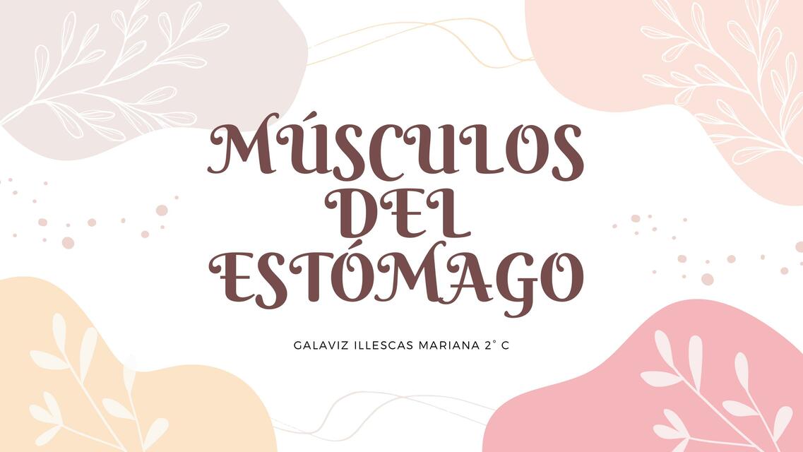 Musculos del estomago 