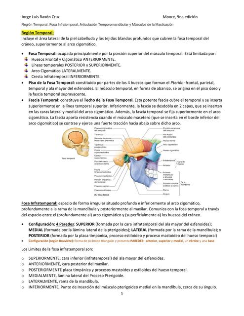 Región Temporal, Fosa Infratemporal, Articulación Temporomandibular y Músculos de la Masticación 