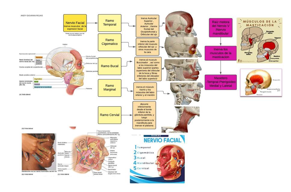 Nervios Motores de la cara