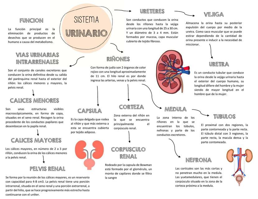 SISTEMA URINARIO