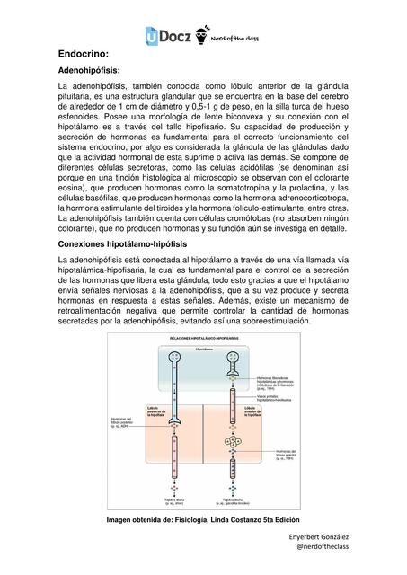 Endocrino Adenohipófisis