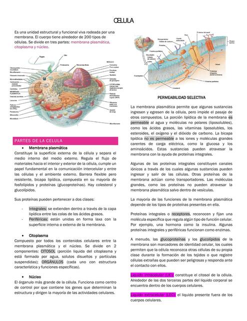 Fisiologia celular 