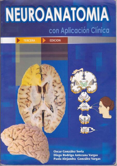 Neuroanatomia 