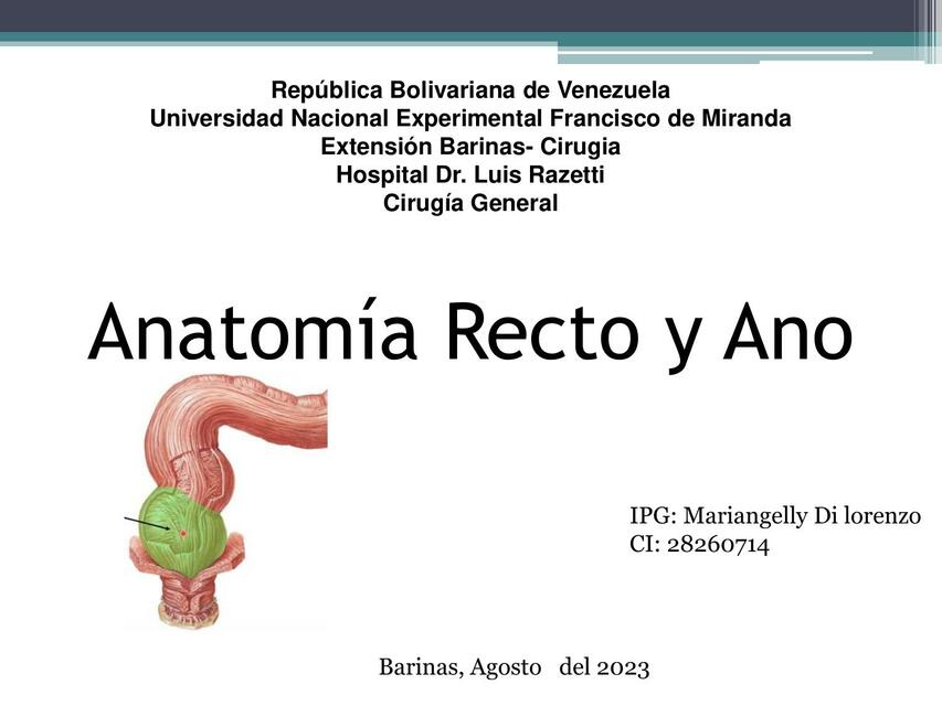 Anatomia recto