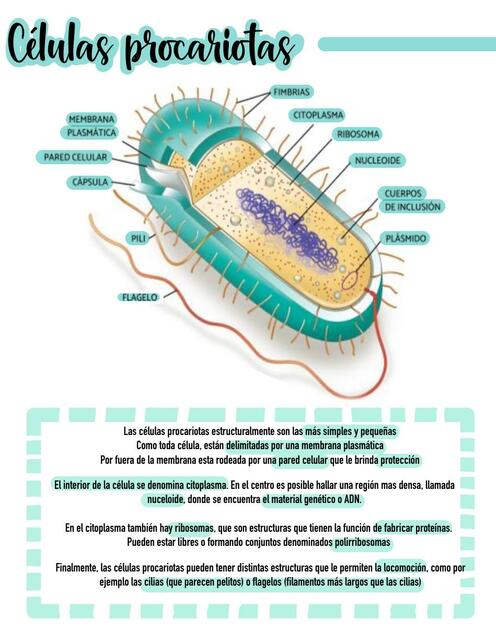 Célula procariota