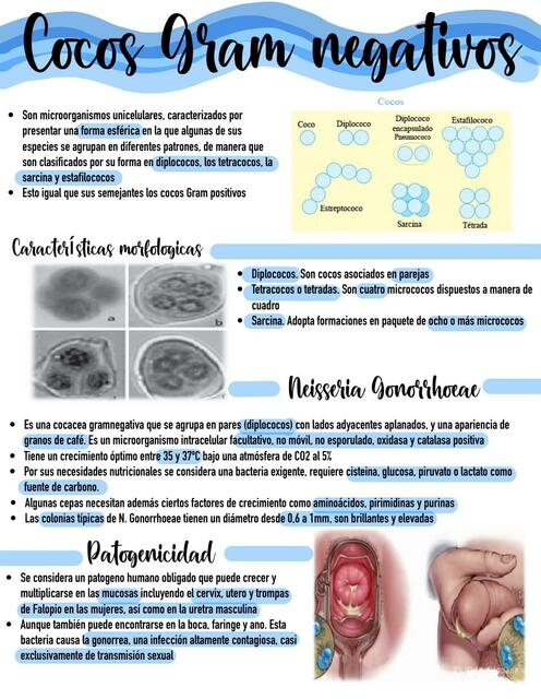 Cocos gram negativos