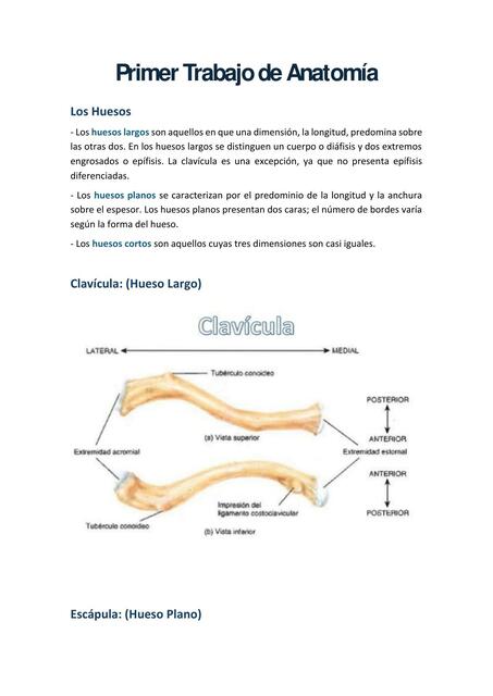 Primer Trabajo de Anatomía