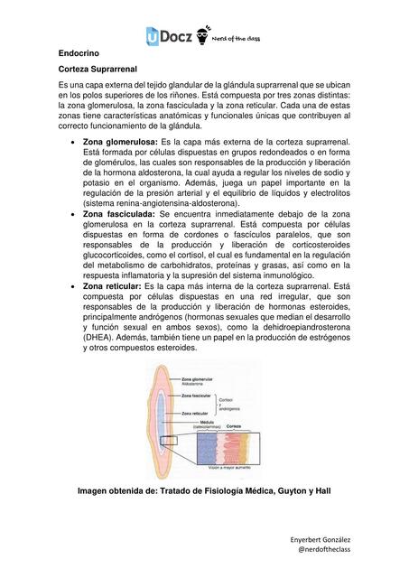 Endocrino Corteza Suprarrenal