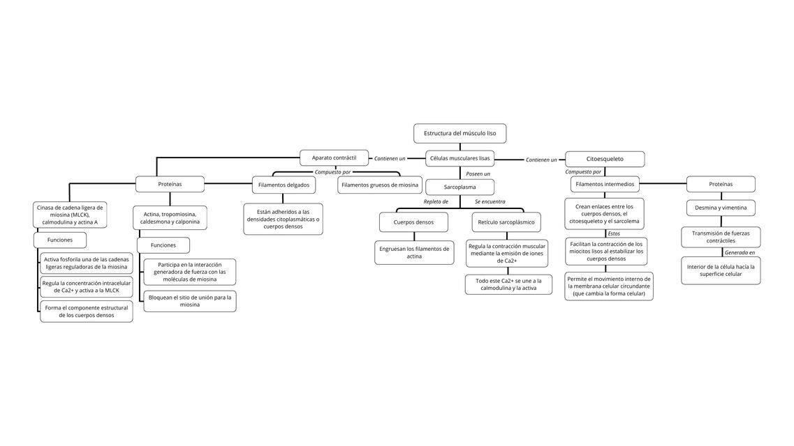 Estructura del músculo liso 