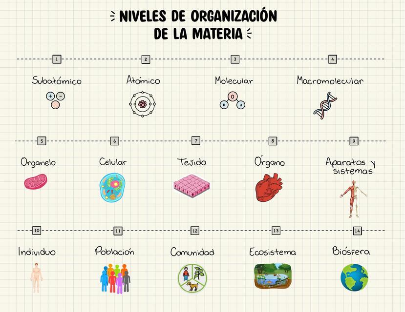 Mapa Mental De Los Niveles De Organización De La Materia www.udocz.com