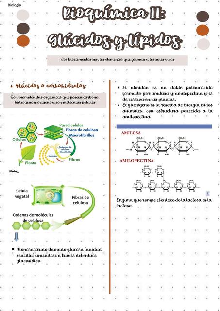 Bioquímica II Glucidos y lipidos 