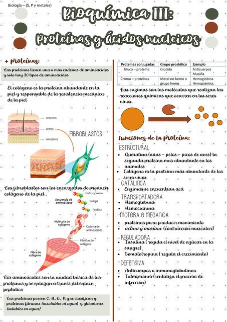 Bioquímica III Proteínas y Ácidos Nucleicos 