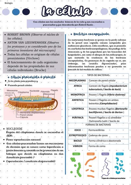 Célula procariota bacterias 