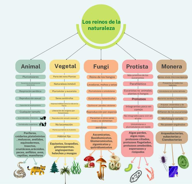 Los Reinos de la Naturaleza | Doctora.curita | uDocz