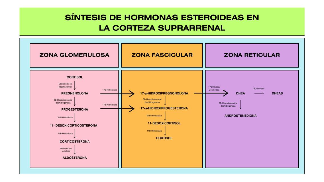 Síntesis de Hormonas Esteroideas en la Corteza Suprarrenal 