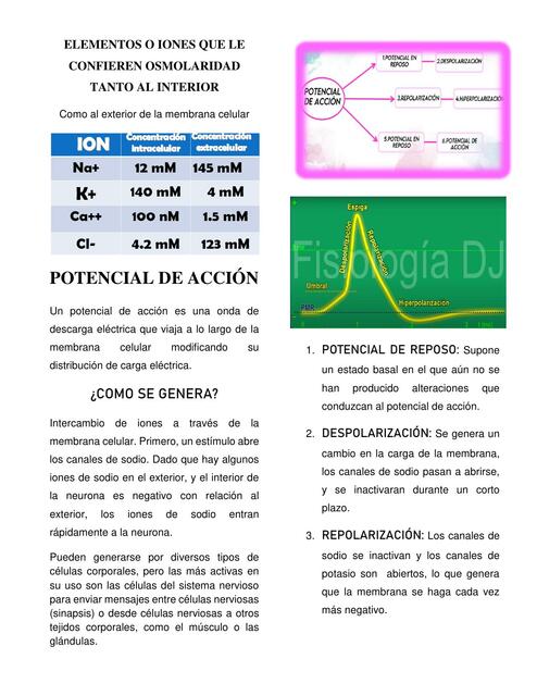 Potencial de acción de la Membrana