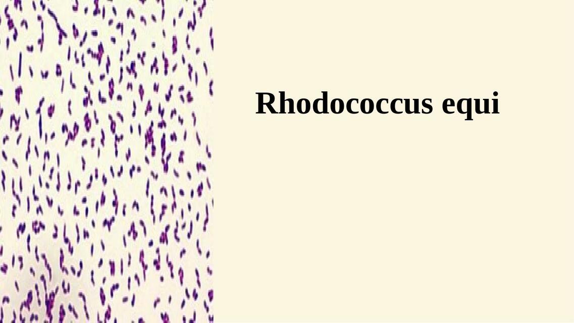 Rhodococcus Equi | Lisandra Padrón | uDocz