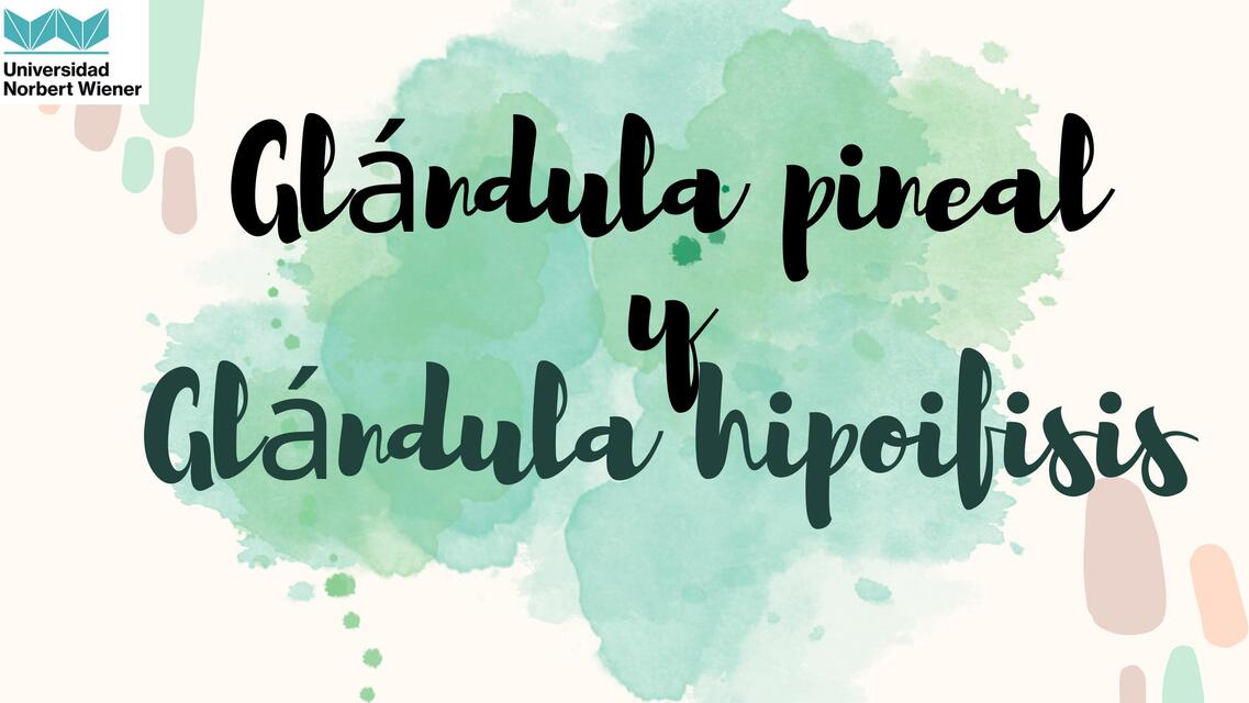 Glándula Pineal y Glándula Hipófisis 