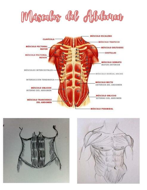 Mussculos del abdomen