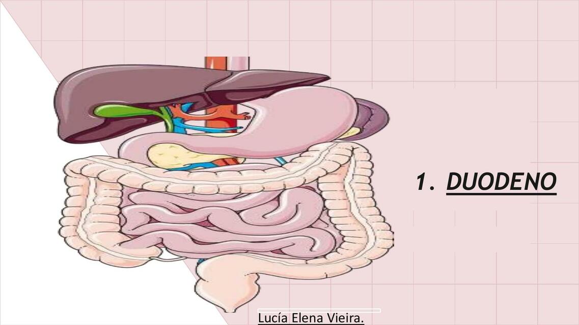 Duodeno