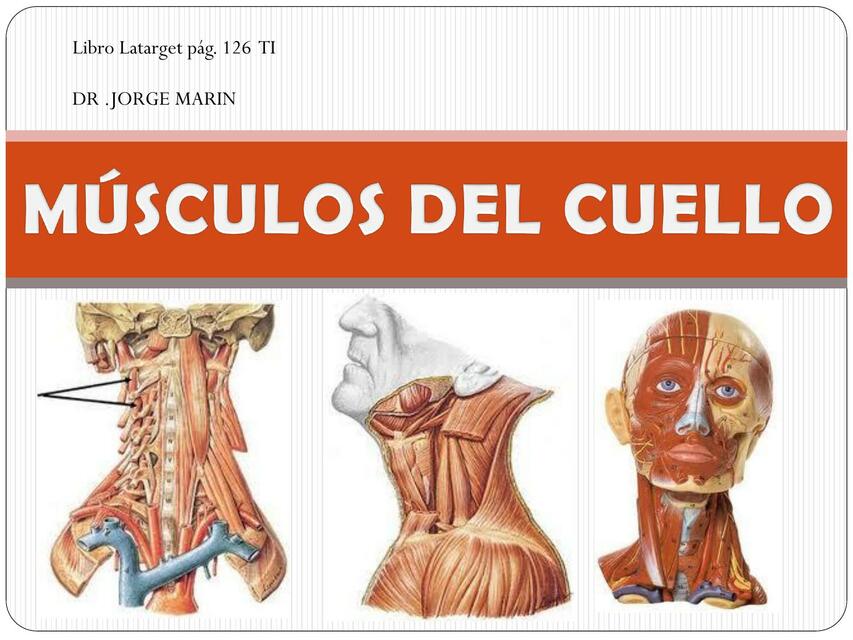 Músculos del cuello