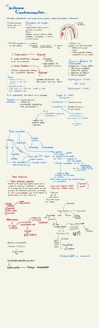 Sistema cardiovascular 