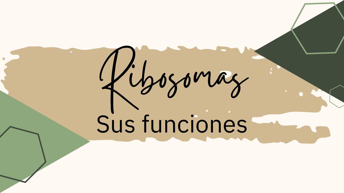 Ribosomas Sus funciones 