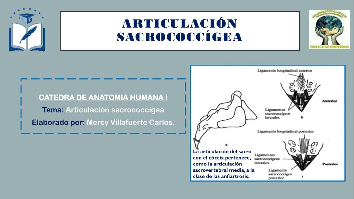 Articulación Sacrococcígea