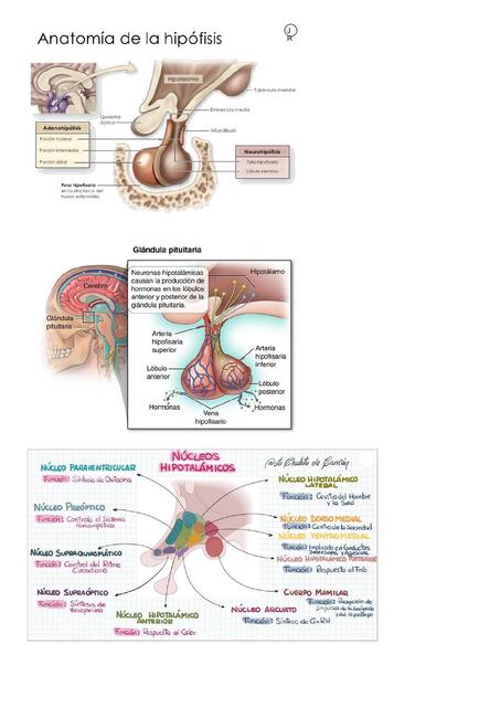 Anatomía de la Hipófisis 