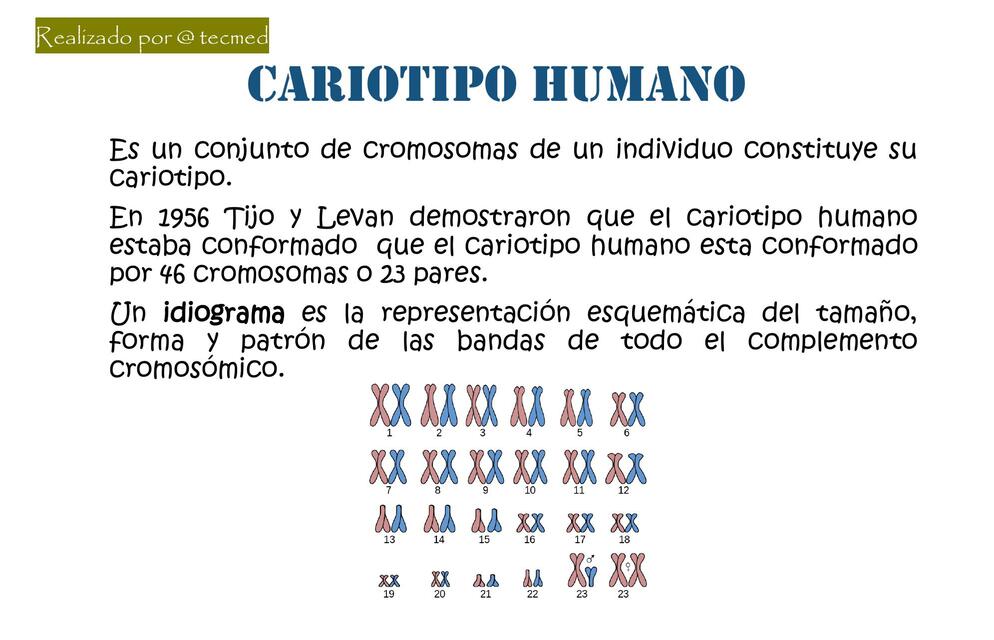 CARIOTIPO HUMANO