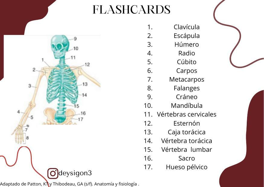 Flashcards de huesos